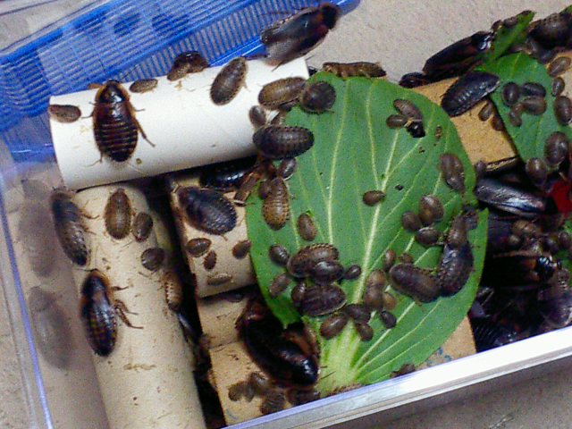 最初から最後までクライマックスだぜ しゃがみ中パンチ