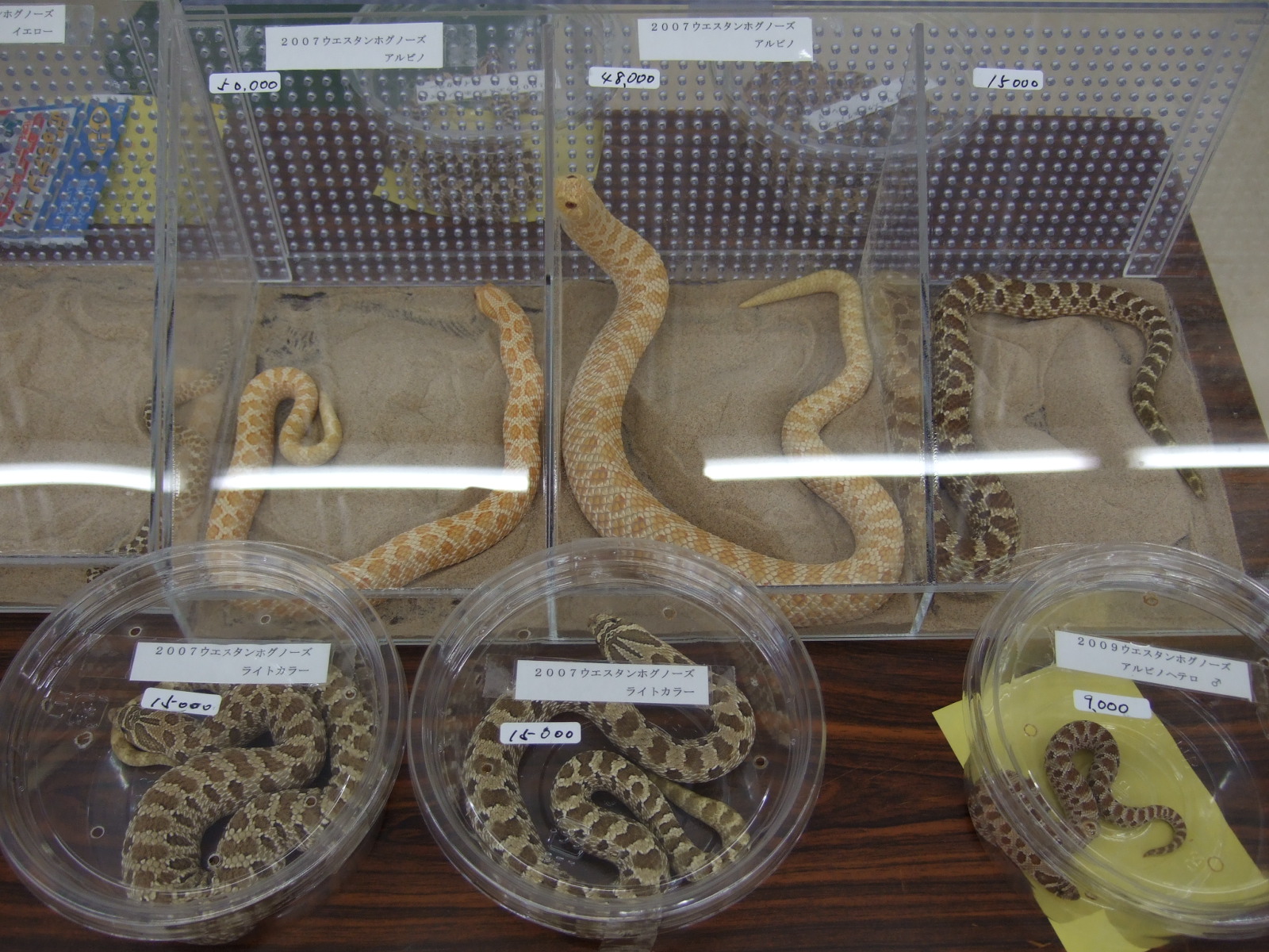 ぶりくら市09 しゃがみ中パンチ