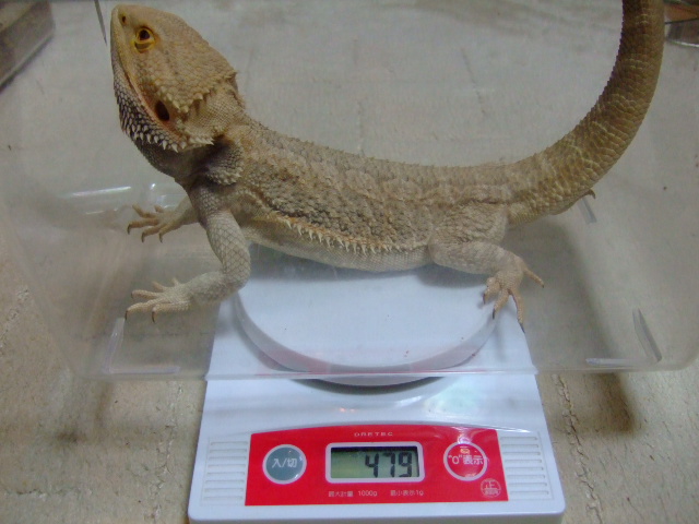 十六夜の月 カナリアの恋 しゃがみ中パンチ
