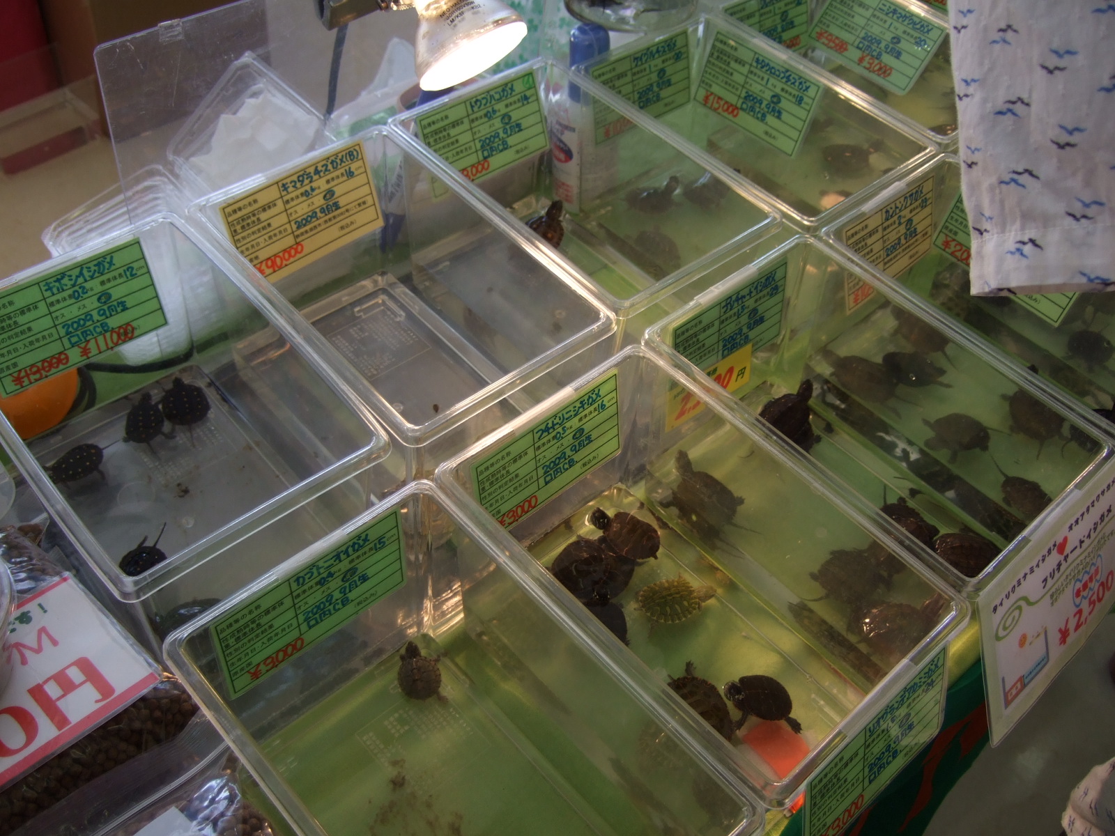 ぶりくら市09 しゃがみ中パンチ