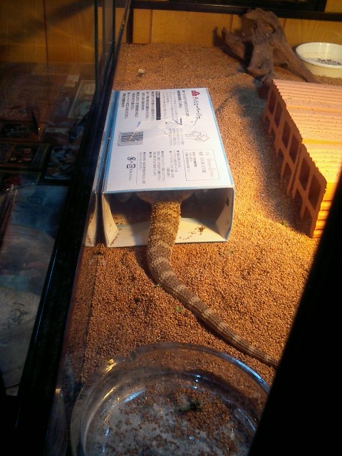 俺がみんなを守るから誰か俺を守ってくれ しゃがみ中パンチ