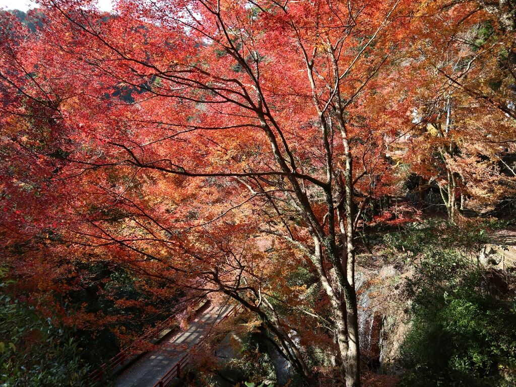 星の岩屋の紅葉 前編 しゃがみ中パンチ