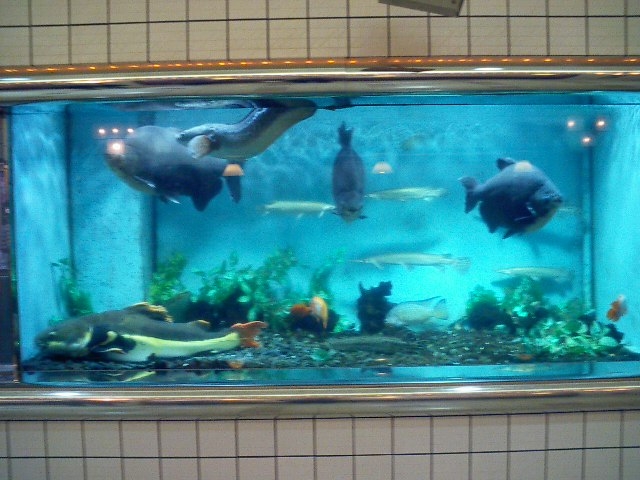 阪急梅田の水族館 しゃがみ中パンチ