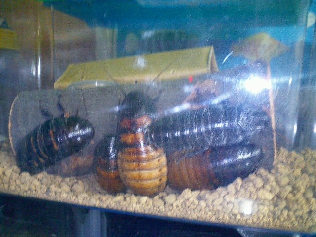 嘘みたいだろ 死んでるんだぜ それで しゃがみ中パンチ