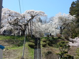 地蔵桜 (1)