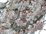 小生瀬地蔵桜 (4)