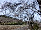 相川桜並木 (2)