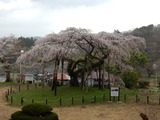 小生瀬地蔵桜 (2)