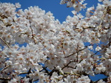 地蔵桜 (3)