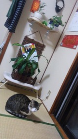 ��ʡ����