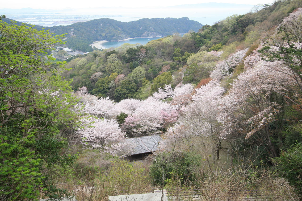 徳島の桜名所 日峯大神子 ひのみねおおみこ 広域公園 本読むか 写真撮るか 旅出るか 徳島の桜名所 日峯大神子 ひのみねおおみこ 広域公園 本読むか 写真撮るか 旅出るか