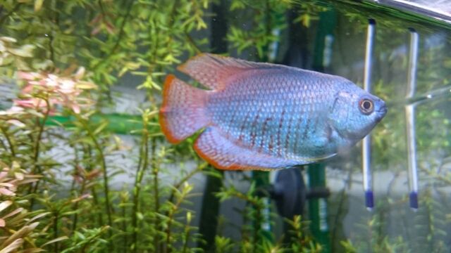 コバルトドワーフグラミー ランゴのブログ エボシとイグアナとクワガタ たまに金魚 コバルトドワーフグラミー ランゴのブログ エボシとイグアナとクワガタ たまに金魚