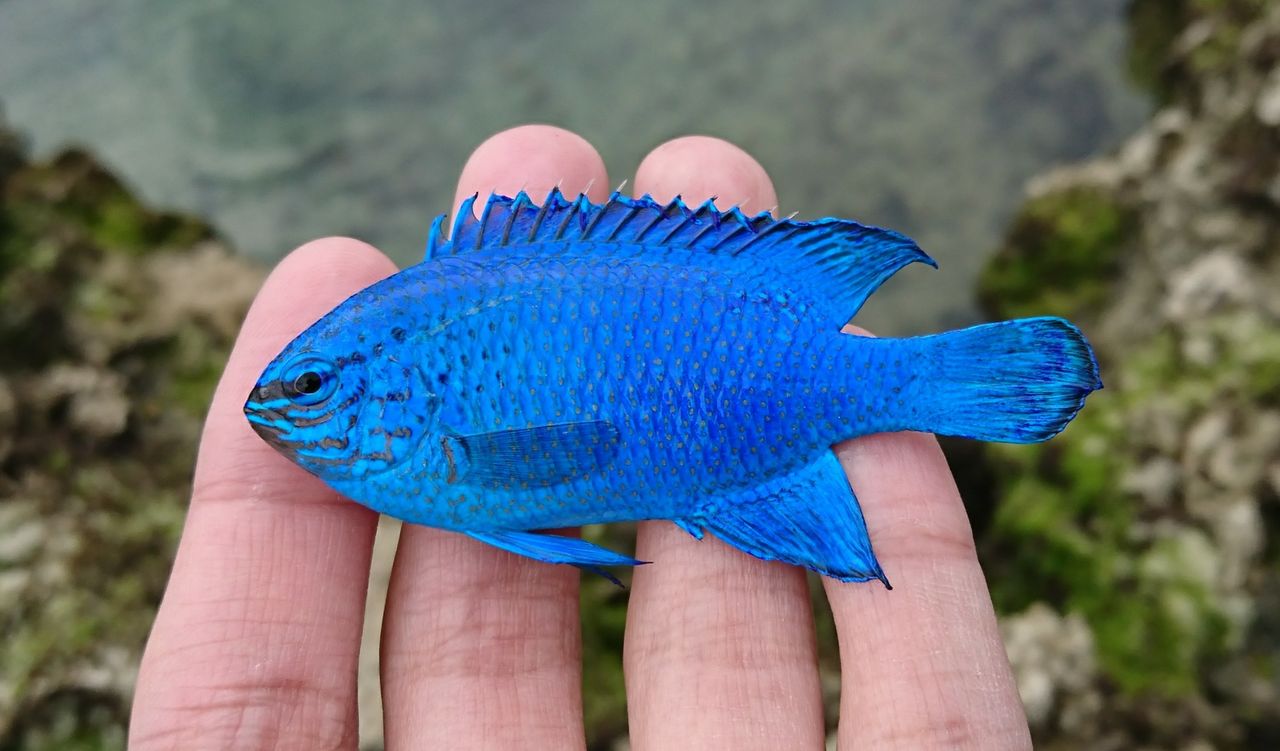 19 4 1 4 3 沖縄本島釣行 3日目 じじこ日誌 19 4 1 4 3 沖縄本島釣行 3日目 じじこ日誌