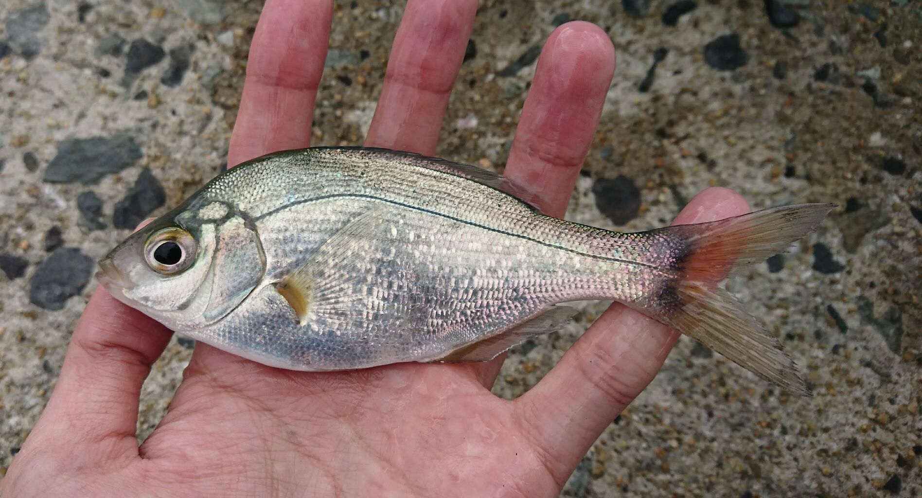 魚図鑑 8 ウミタナゴ じじこ日誌 魚図鑑 8 ウミタナゴ じじこ日誌