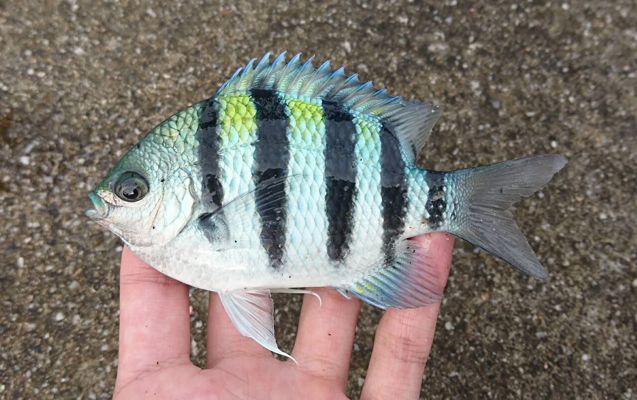 魚図鑑 22 オヤビッチャ じじこ日誌