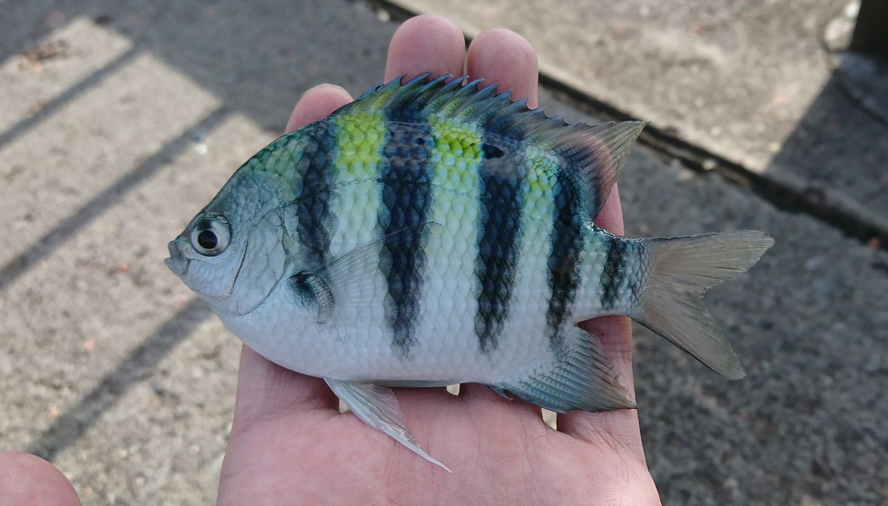 魚図鑑 22 オヤビッチャ じじこ日誌 魚図鑑 22 オヤビッチャ じじこ日誌