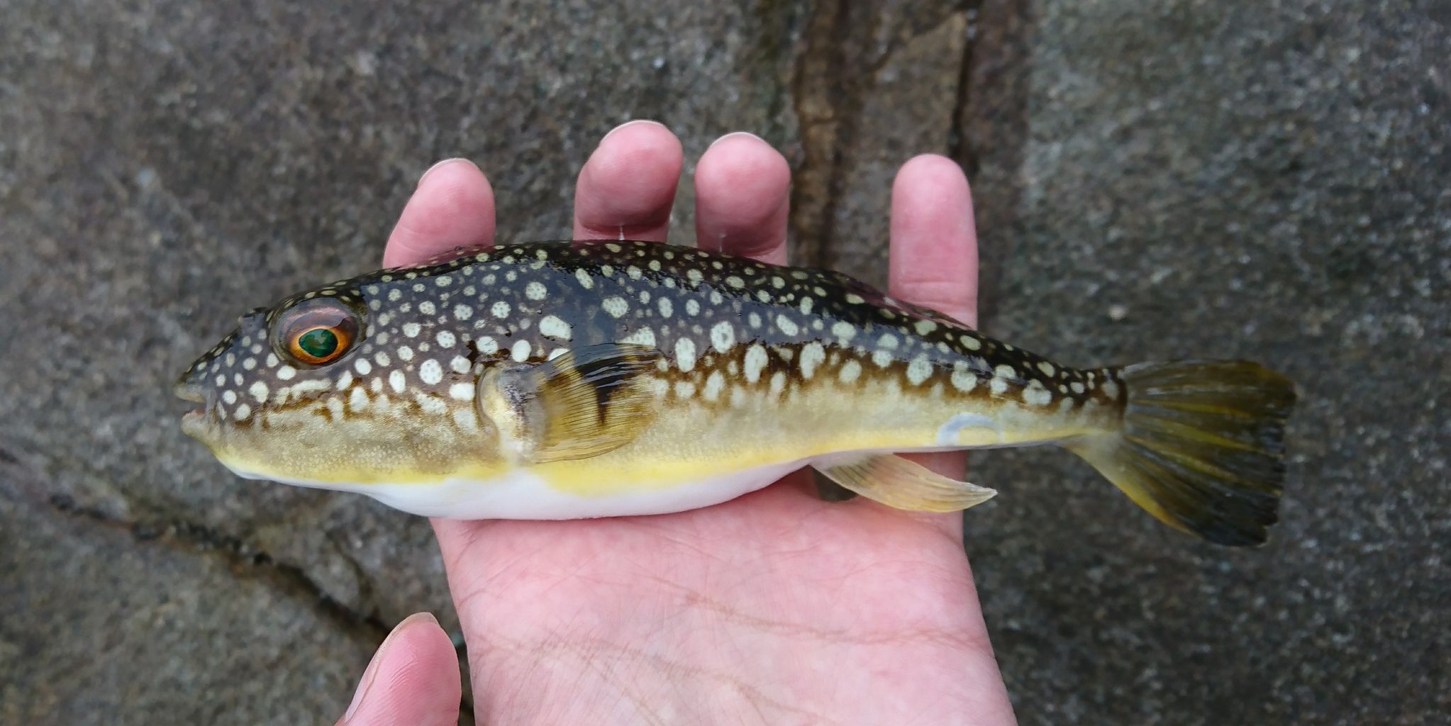 魚図鑑 9 コモンフグ じじこ日誌