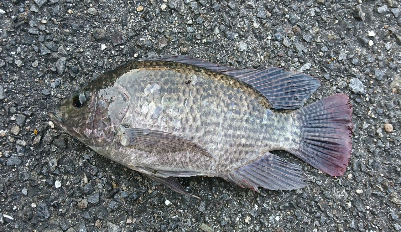 7 14 7 16 大分 宮崎釣行1日目 じじこ日誌