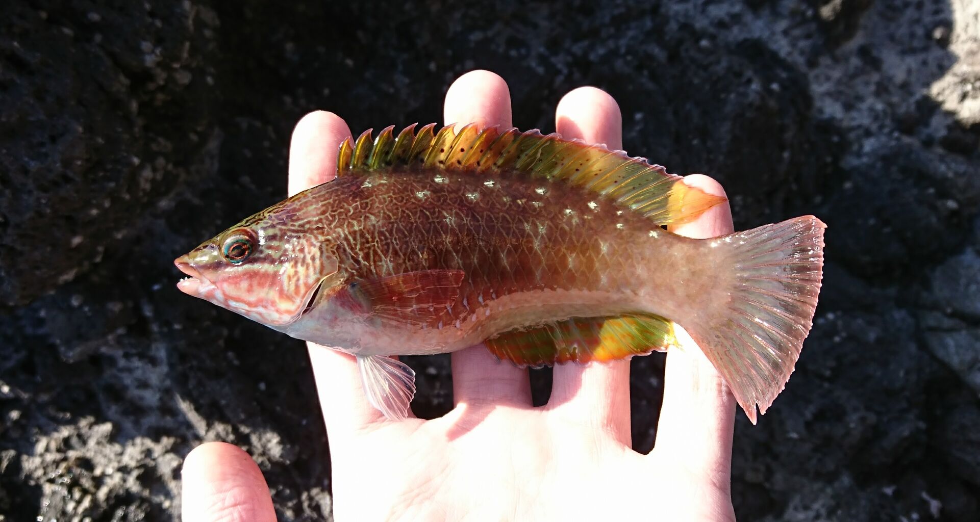 魚図鑑 17 ホシササノハベラ じじこ日誌 魚図鑑 17 ホシササノハベラ じじこ日誌