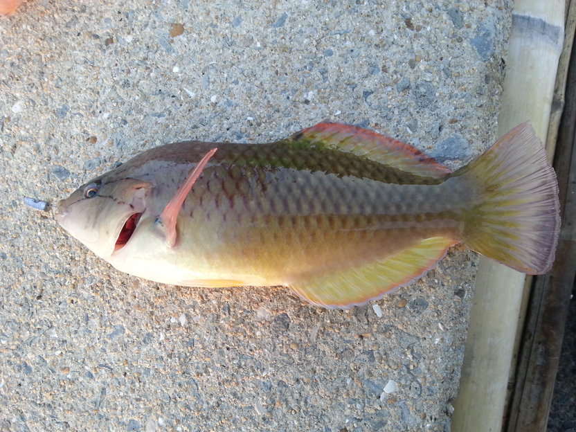 魚図鑑 18 アカササノハベラ じじこ日誌