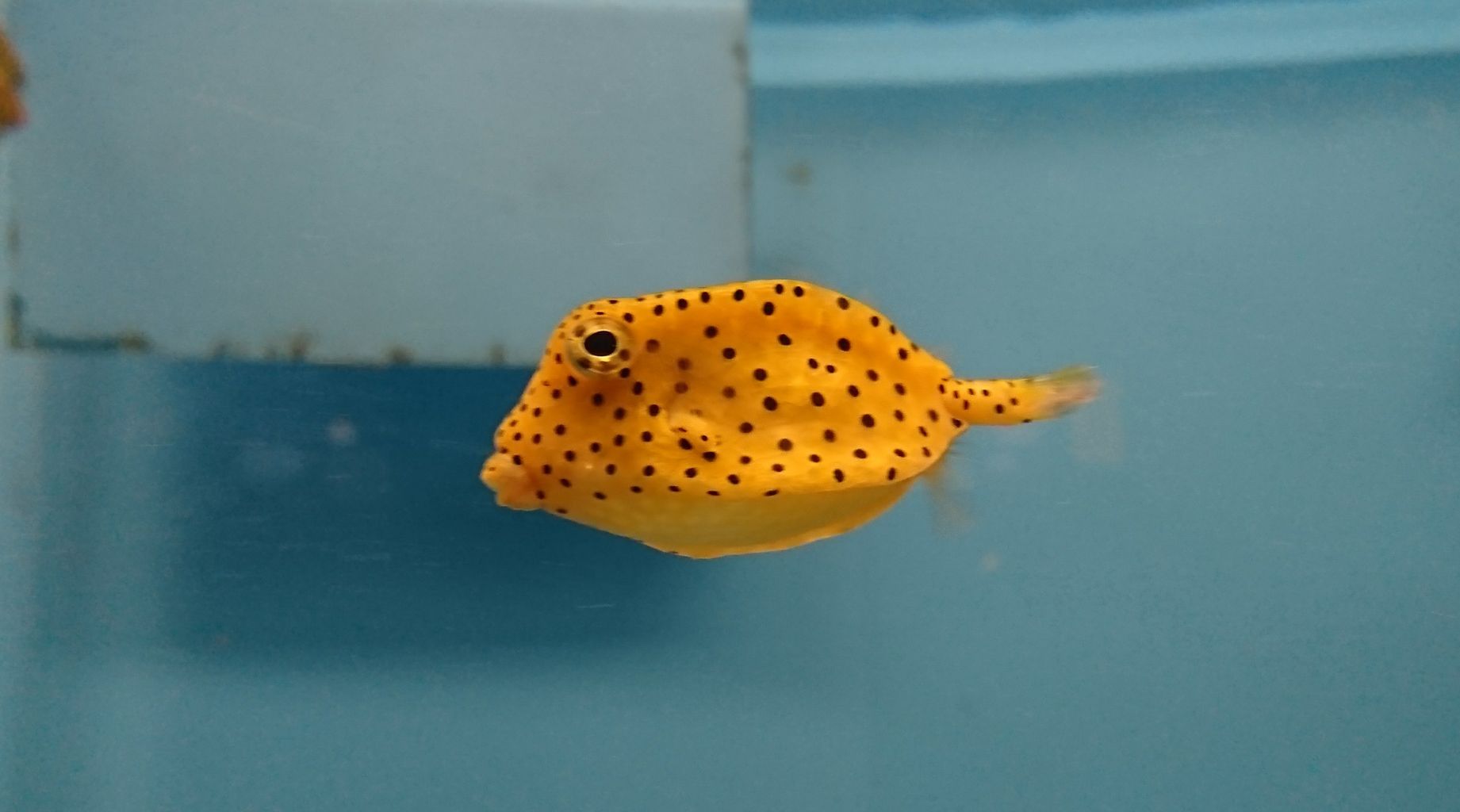 19 10 5 海響館 その3 じじこ日誌