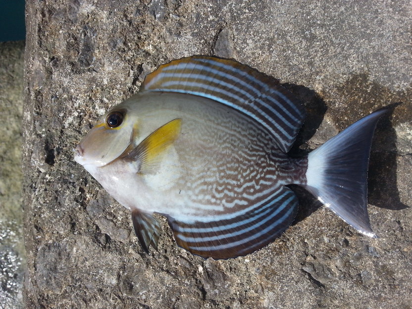 魚図鑑 24 クロハギ じじこ日誌 魚図鑑 24 クロハギ じじこ日誌