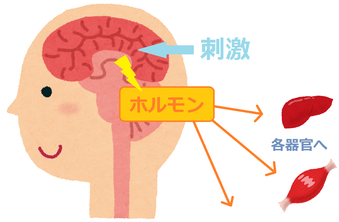 植物ホルモンって何 庭園日誌