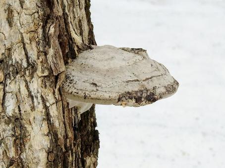 9c4900a5399c8b3a5d7e191dd6fa7e58_t