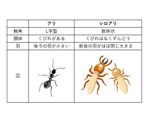 アリ表３