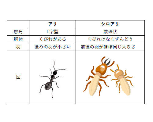 アリについて知ろう クロアリ シロアリ ヒアリについて シロアリ 庭園日誌