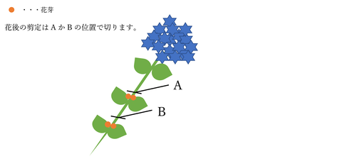 アジサイ剪定方法