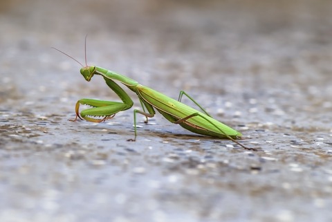 オオカマキリ