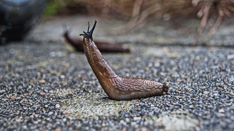 ナメクジにはご注意を 庭園日誌