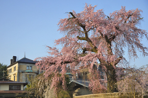 枝垂桜