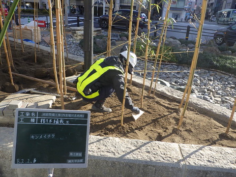 キンメイチク