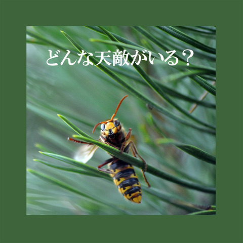 【ハチ同士の戦いも!】ハチにはどんな天敵がいる?~名称と特徴~ : 庭園日誌