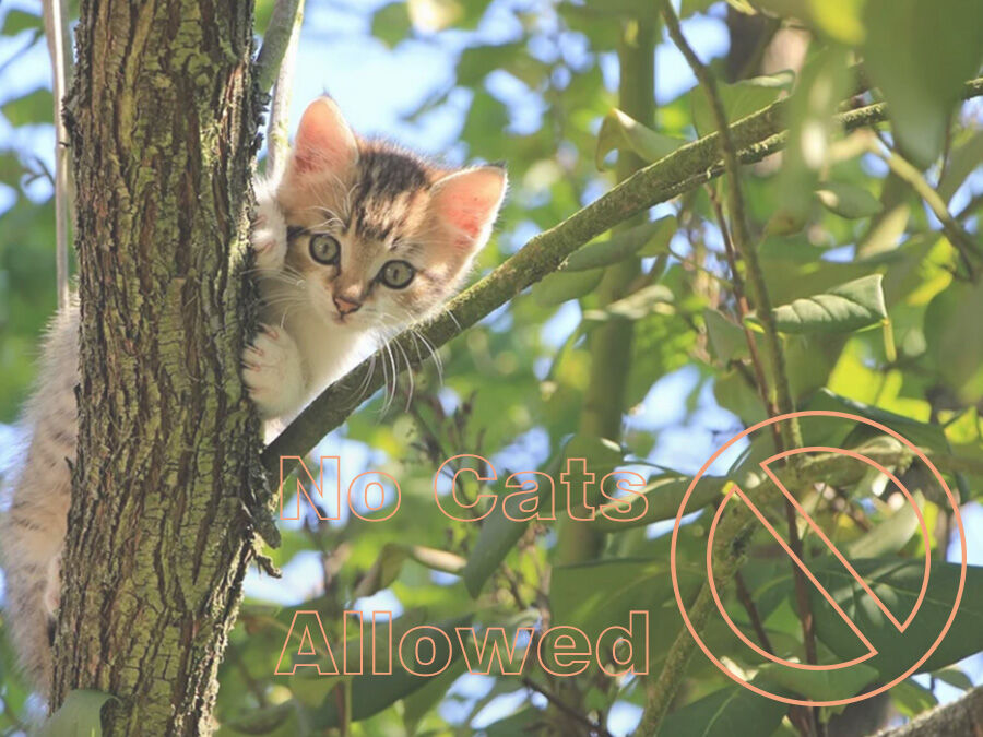 猫も人もお互い快適に お庭の猫除けdiy 庭園日誌