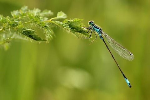 dragonfly-gdac6a526d_640