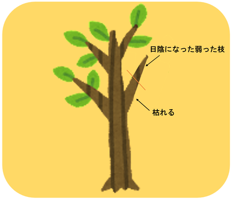 葉の少ない枝の強剪定