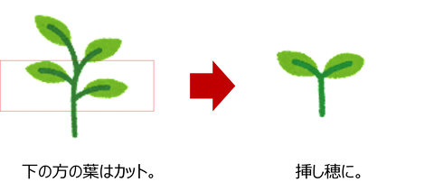 挿し木1