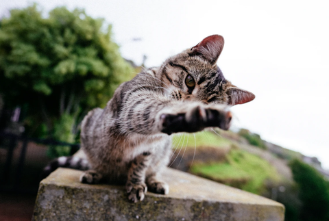 mischievious cat