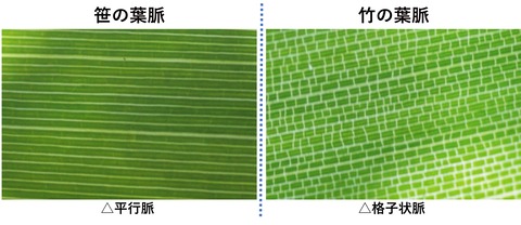 葉脈比較