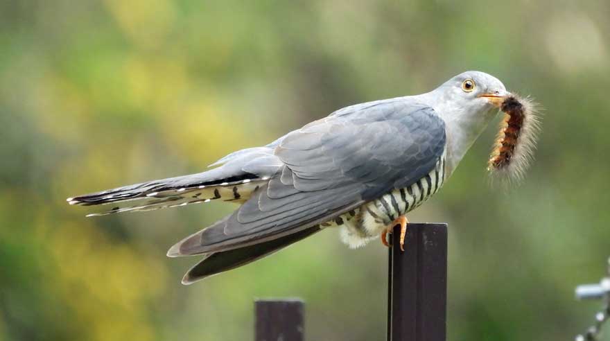 平気 毛虫を食べる鳥たち 庭園日誌