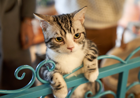 otheroptions cat