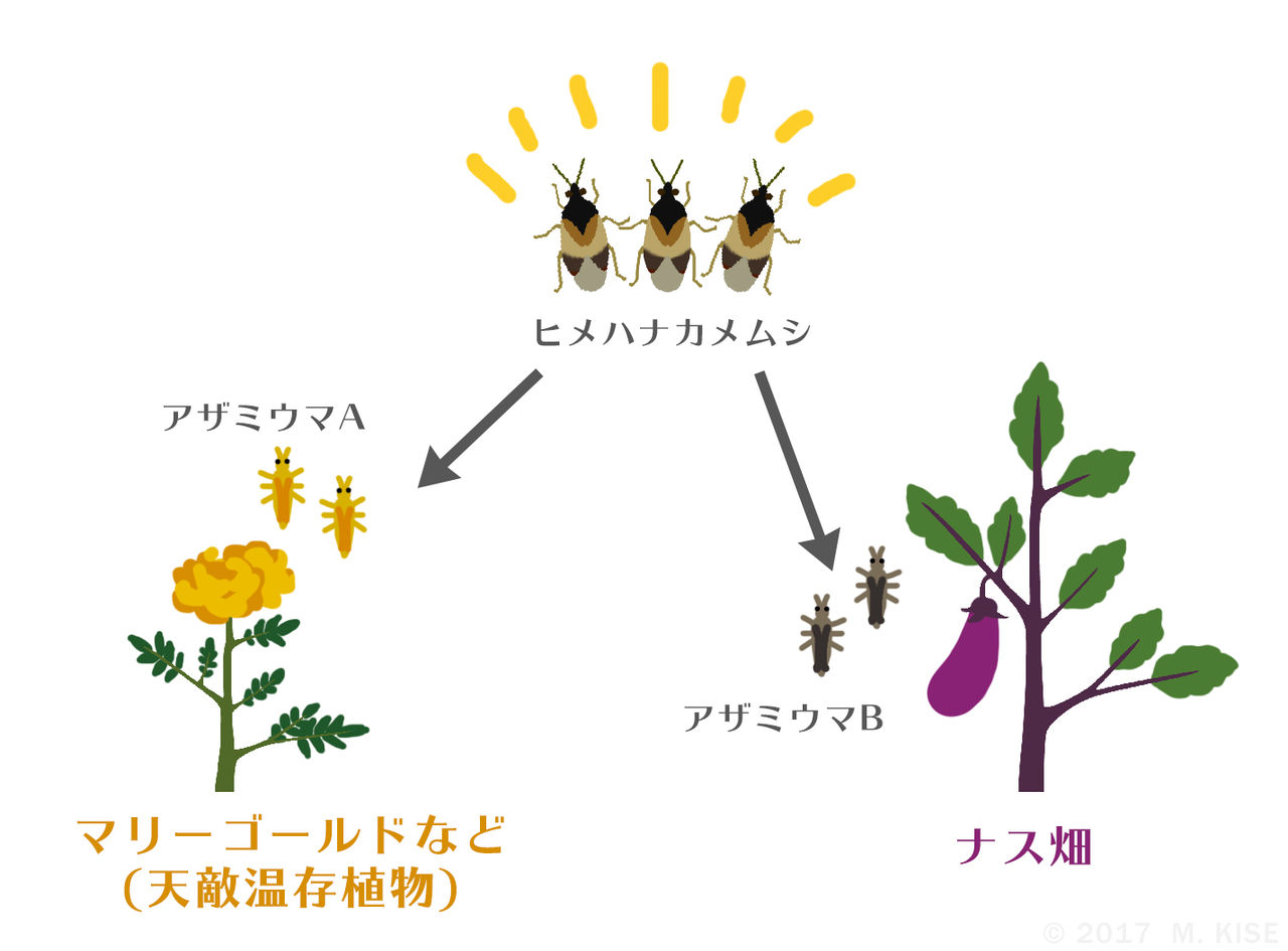 敵か味方か カメムシ 庭園日誌