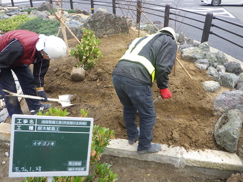 イチゴノキ