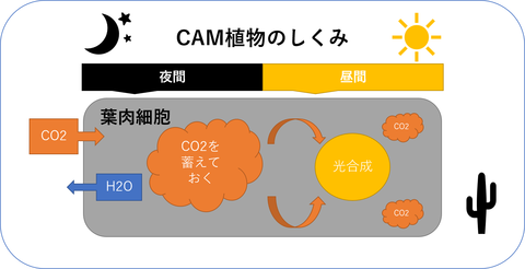CAM植物の仕組み