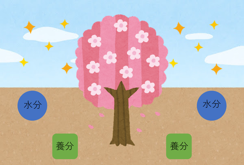 さくら水分