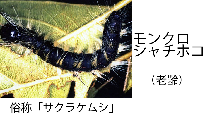 平気 毛虫を食べる鳥たち 庭園日誌