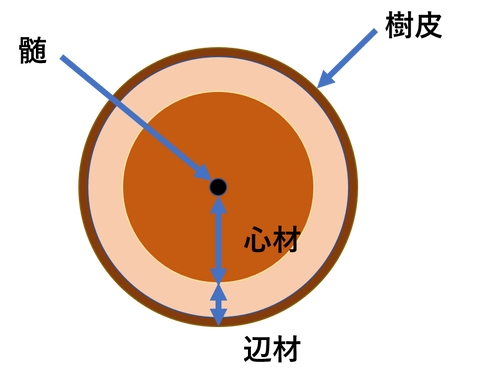 樹木断面イメージ図